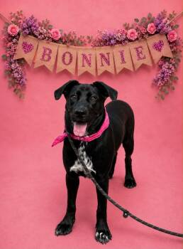Bonnie -  Labrador Retriever Dog for Adoption in Shillington, Pennsylvania - Bonnie | PetCurious