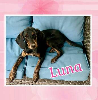 Luna -  Coonhound Dog for Adoption in Raleigh, North Carolina - Luna | PetCurious