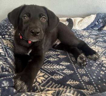 German Shepherd Dog and Husky Dogs Available for Adoption in Des Moines, Iowa - Mario | PetCurious