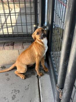 Mixed Breed Dogs Available for Adoption in Ocala, Florida - Bonnie | PetCurious