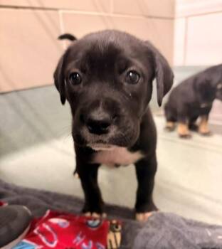 RAIN -  Labrador Retriever and Mixed Breed Dog for Adoption in Baytown, Texas - RAIN | PetCurious