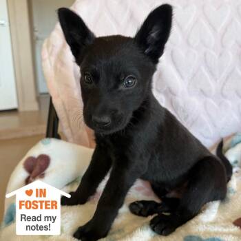 Labrador Retriever Dogs Available for Adoption in Kanab, Utah - Paperboy | PetCurious