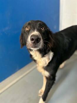 CLARABELLE -  Border Collie and Mixed Breed Dog for Adoption in Visalia, California - CLARABELLE | PetCurious