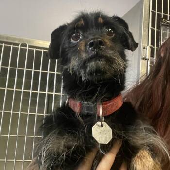 Mr. Big Stuff -  Dachshund and Mixed Breed Dog for Adoption in Spokane, Washington - Mr. Big Stuff | PetCurious