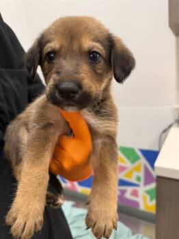 QUICKSILVER -  German Shepherd Dog Dog for Adoption in Baytown, Texas - QUICKSILVER | PetCurious