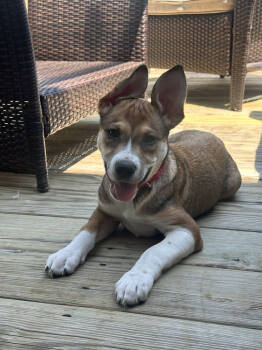 Rescue Labrador Retriever Dogs for Adoption in Brewster, New York - Endless Summer (E Siblings) | PetCurious