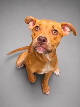 Indy -  Pit Bull Terrier and Mixed Breed Dog for Adoption in Bowling Green, Kentucky - Indy | PetCurious