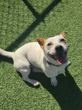 Emma -  Jack Russell Terrier Dog for Adoption in Fort Lupton, Colorado - Emma | PetCurious