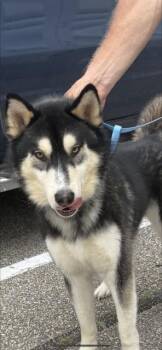 Husky and Mixed Breed Dogs Available for Adoption in Killeen, Texas - LUCA | PetCurious