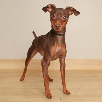 Green Bean D71724 -  Miniature Pinscher Dog for Adoption in Minnetonka, Minnesota - Green Bean D71724 | PetCurious