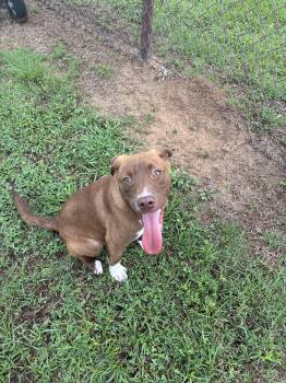 Labrador Retriever and Mixed Breed Dogs Available for Adoption in Grovetown, Georgia - JUDY | PetCurious