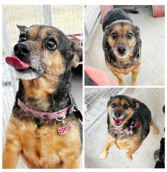 Sila -  Beagle Dog for Adoption in Dublin, Virginia - Sila | PetCurious