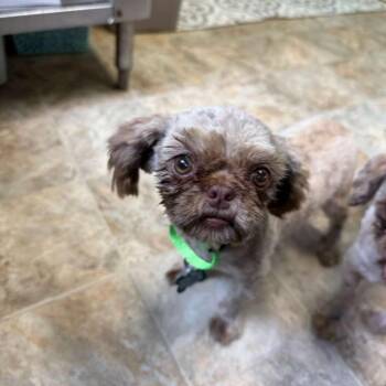 Shih Tzu Dogs Available for Adoption in Boerne, Texas - Macy | PetCurious