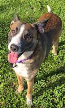 LENNY -  Shepherd Dog for Adoption in Sandusky, Ohio - LENNY | PetCurious