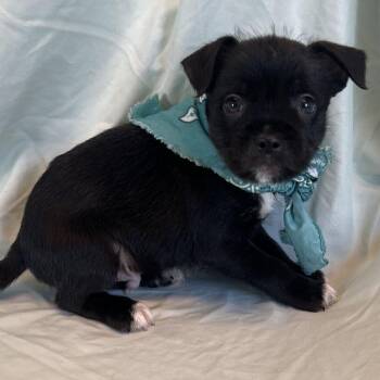 Colby -  Mixed Breed Dog for Adoption in Canal Winchester, Ohio - Colby | PetCurious