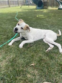 Miles -  Pit Bull Terrier and Mixed Breed Dog for Adoption in Kansas City, Missouri - Miles | PetCurious