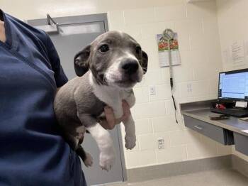 THEODORA -  Pit Bull Terrier Dog for Adoption in Auburn, California - THEODORA | PetCurious