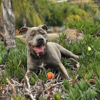 Nala (courtesy post) -  Pit Bull Terrier Dog for Adoption in San Diego, California - Nala (courtesy Post) | PetCurious