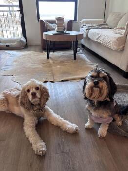 Cavalier King Charles Spaniel and Shih Tzu Dogs Available for Adoption in Aurora, Colorado - Molly | PetCurious