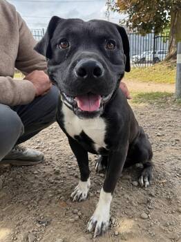 Bootsy -  Pit Bull Terrier Dog for Adoption in Buffalo, New York - Bootsy | PetCurious