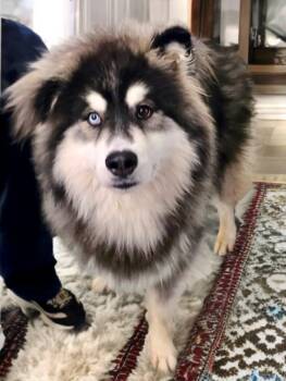 Shimmy -  Siberian Husky Dog for Adoption in Sumter, South Carolina - Shimmy | PetCurious