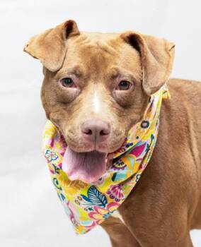 Rescue Terrier Dogs for Adoption in Sanford, Florida - Scarlet | PetCurious