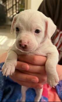 Zucchini "Zukie" -  American Bulldog and Pit Bull Terrier Dog for Adoption in Holly Springs, North Carolina - Zucchini "Zukie" | PetCurious