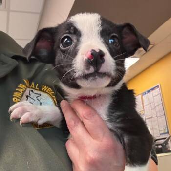Julia -  Jack Russell Terrier and Australian Shepherd Dog for Adoption in Bend, Oregon - Julia | PetCurious