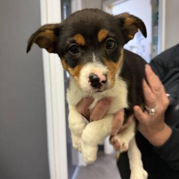 Rat Terrier and Border Collie Dogs Available for Adoption in Media, Pennsylvania - Bubbles | PetCurious