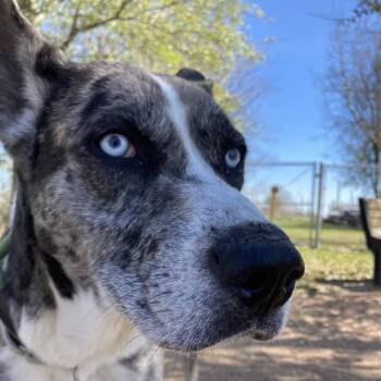 Billy Boy -  Catahoula Leopard Dog and Husky Dog for Adoption in Beaumont, Texas - Billy Boy | PetCurious