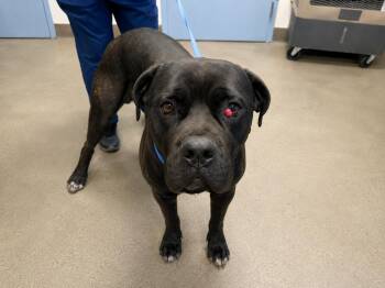 Bubbie - (Courtesy Post) Adopt Me! -  Cane Corso Dog for Adoption in Lake Forest, California - Bubbie - (Courtesy Post) Adopt Me! | PetCurious