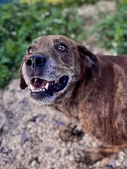 Hound and Mixed Breed Dogs Available for Adoption - Duke (Underdog) | PetCurious