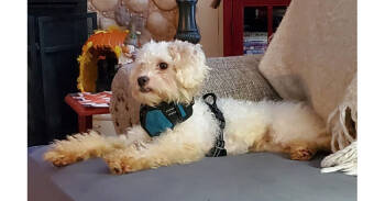 Rescue Poodle Dogs for Adoption in Youngsville, North Carolina - Howie | PetCurious