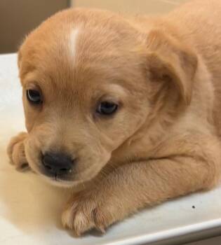 Pit Bull Terrier Dogs Available for Adoption in Elizabethton, Tennessee - MEATBALL | PetCurious