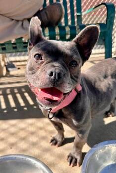 Bluey -  French Bulldog Dog for Adoption in Kuna, Idaho - Bluey | PetCurious