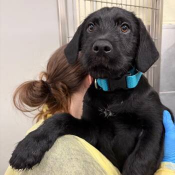 Black Labrador Retriever Dogs Available for Adoption - Celtics | PetCurious