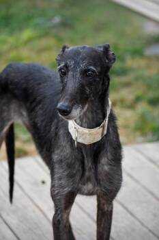 Rescue Lurcher Dogs for Adoption in Indianapolis, Indiana - Treasure | PetCurious