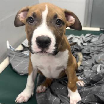 Jerry -  Pit Bull Terrier Dog for Adoption in Evansville, Indiana - Jerry | PetCurious