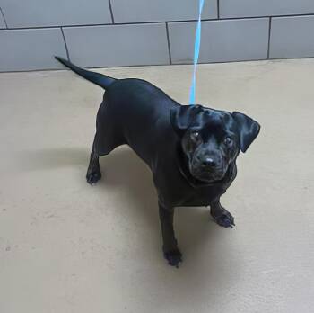 Rescue Mixed Breed Dogs for Adoption in Nashville, Tennessee - Button | PetCurious