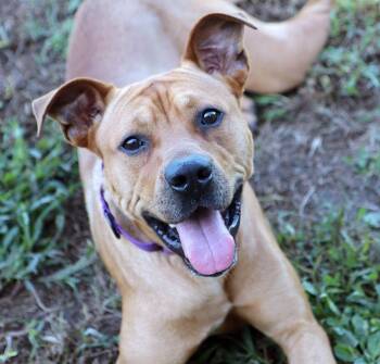 Christopher (AO37781) -  Carolina Dog Dog for Adoption in Kansas City, Kansas - Christopher (AO37781) | PetCurious