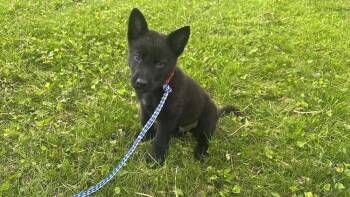 Belgian Shepherd Malinois Dogs Available for Adoption in Imlay City, Michigan - 80