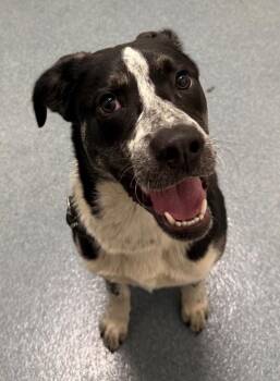 Saint Bernard and Mixed Breed Dogs Available for Adoption - Rex Brannon Garcia | PetCurious