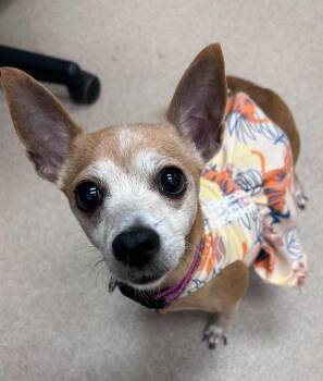 Gigi -  Chihuahua and Mixed Breed Dog for Adoption in Madison, Georgia - Gigi | PetCurious