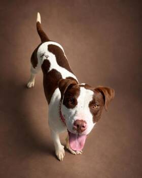 Sapphire -  Pit Bull Terrier and Mixed Breed Dog for Adoption in Bowling Green, Kentucky - Sapphire | PetCurious