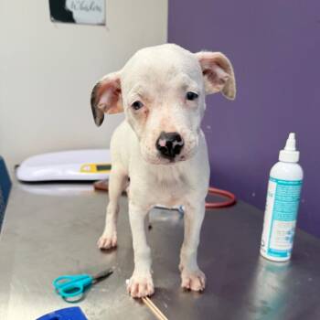 Swiss -  Mixed Breed Dog for Adoption in Englewood, Florida - Swiss | PetCurious