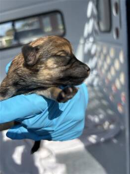Terrier Dogs Available for Adoption in San Antonio, Texas - A809511 | PetCurious