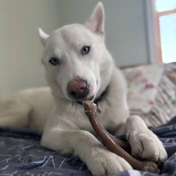 Siberian Husky and Shepherd Dogs Available for Adoption in New York, New York - Ollie | PetCurious