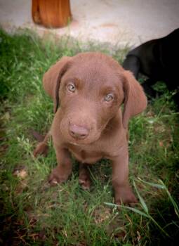Labrador Retriever Dogs Available for Adoption in Fort Worth, Texas - Phoenix Valley | PetCurious