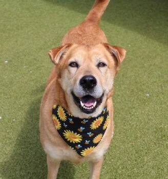 Chow Chow and Yellow Labrador Retriever Dogs Available for Adoption in Rockaway, New Jersey - Sandee Athens | PetCurious