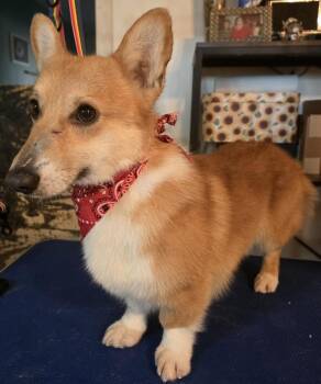 Corgi Dogs Available for Adoption - Bentley | PetCurious